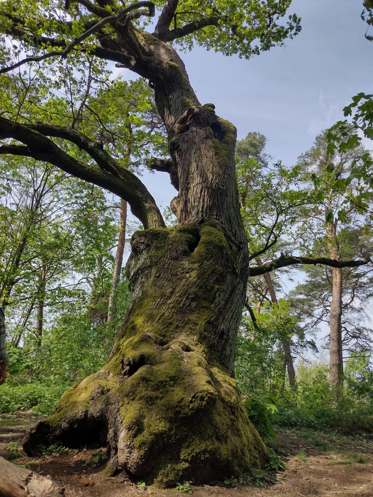Kultur Reinickendorf - Eiche Foto Astrid Steckmeister
