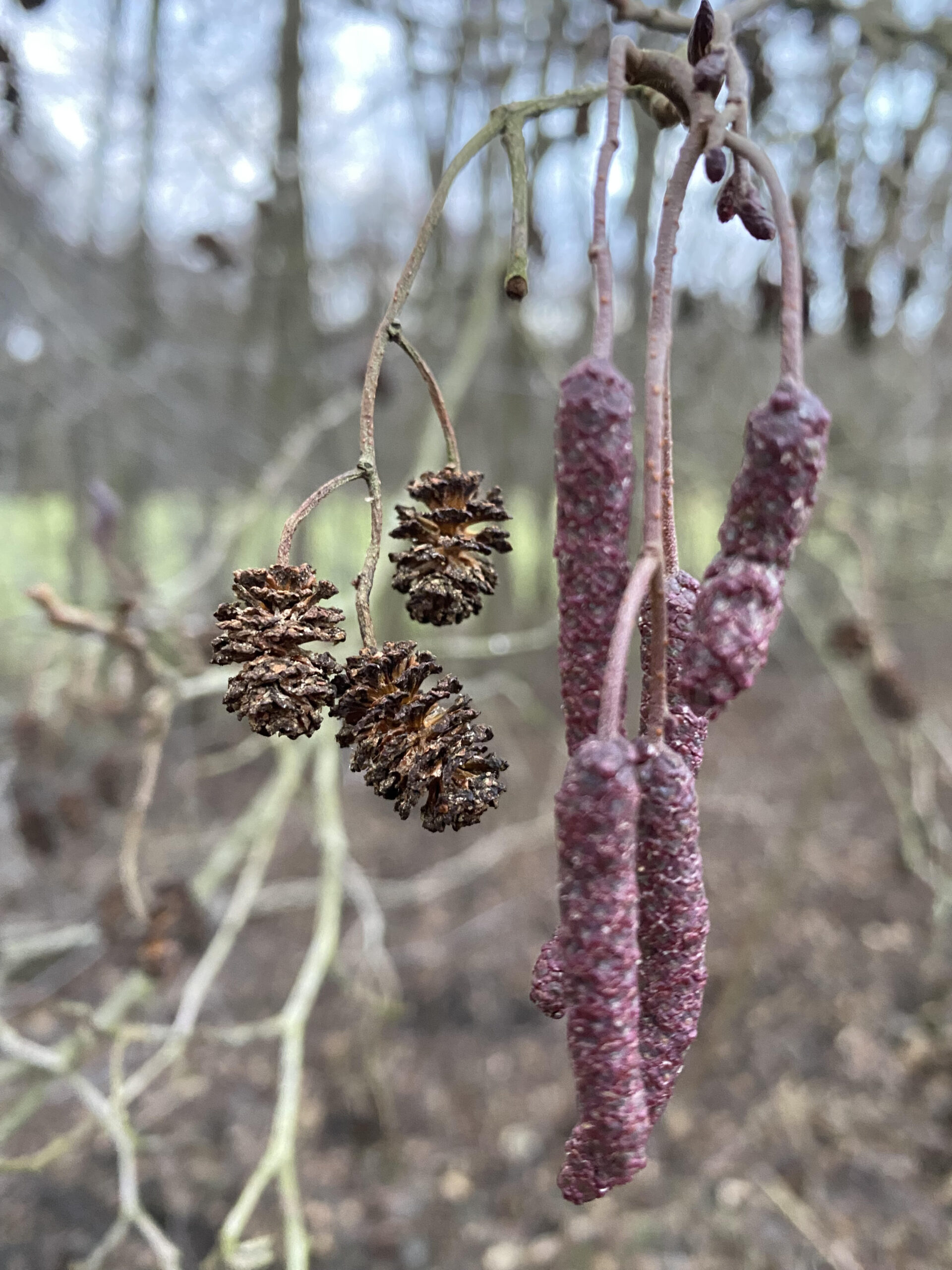 Kultur Reinickendorf - Winter © Astrid Steckmeister
