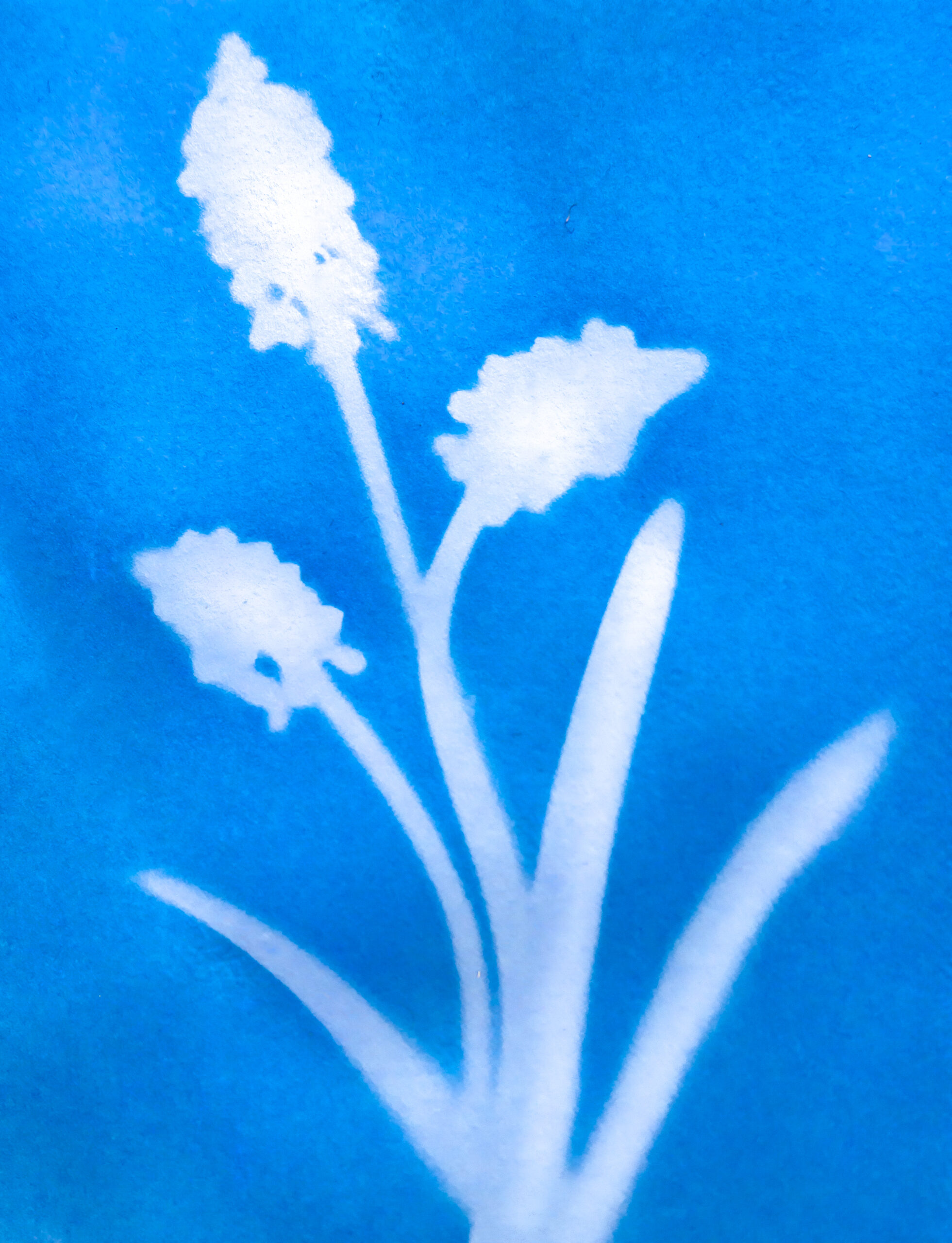 Kultur Reinickendorf - Lichtdruck_Graphothek